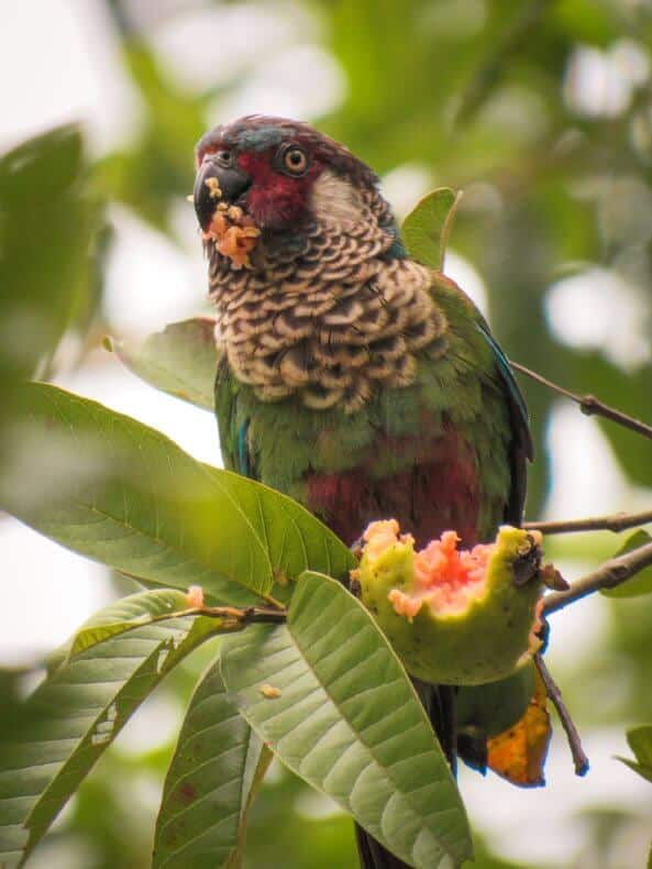 Observacion de aves en Colombia Cotorrita del Perija